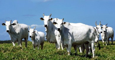 O desafio da sustentabilidade na pecuária O desafio da sustentabilidade na pecuária