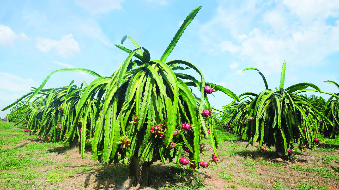 Conheça a Pitaya – Agptea