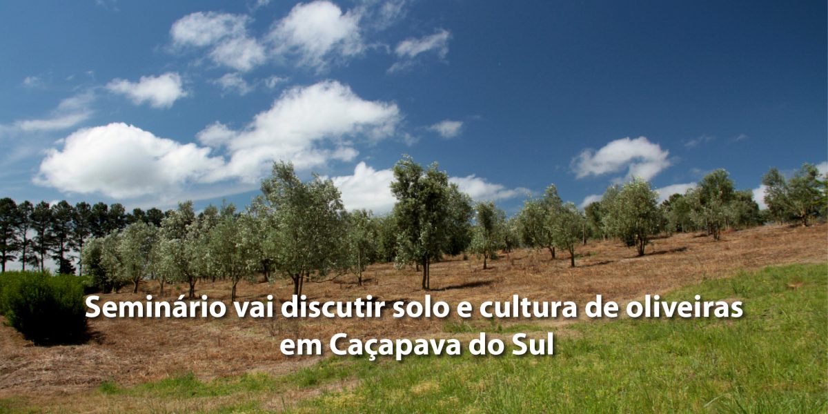 Seminário vai discutir solo e cultura de oliveiras em Caçapava do Sul